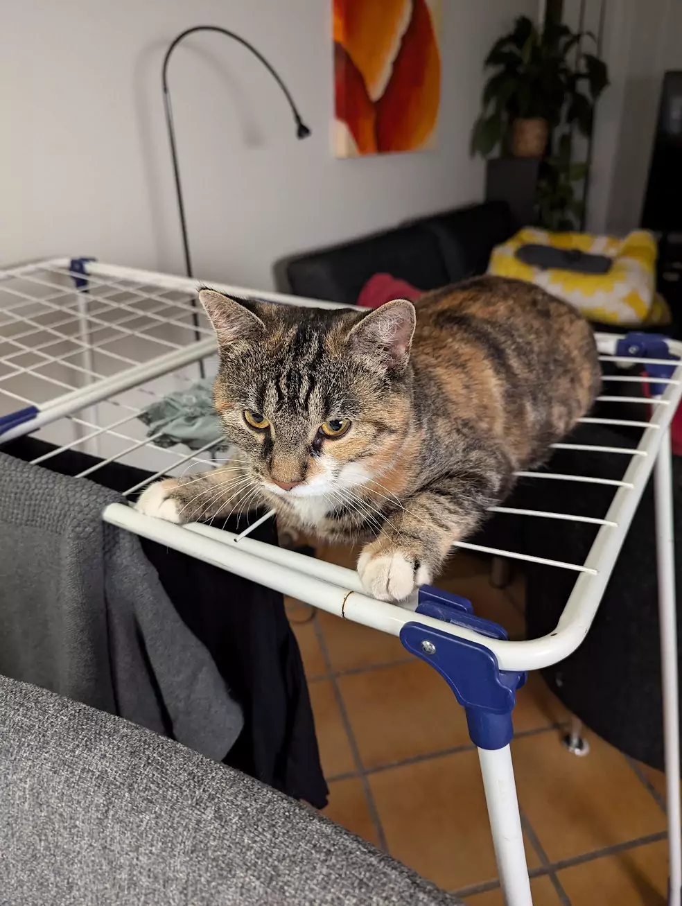 Baby på tørrestativ