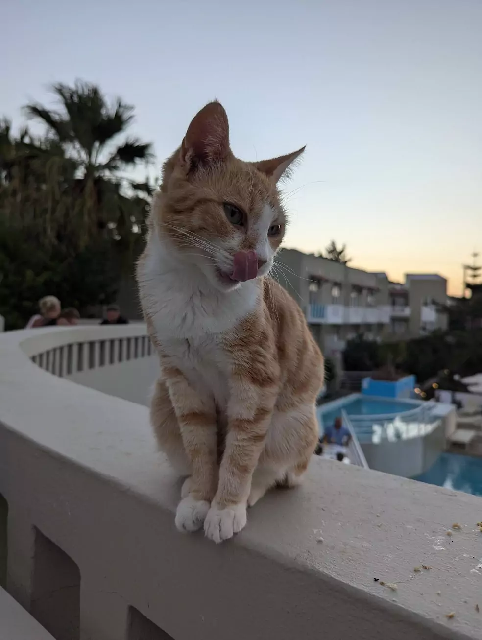 Hotel katten fra Kreta